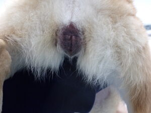 陰部が腫大している犬