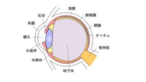 眼球の詳細