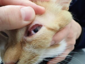 感染症にかかった猫