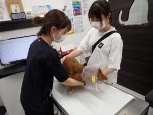 犬を診断している獣医師
