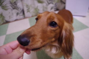飼い主に甘えるミニチュアダックスフンド