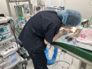 犬や猫の歯のクリーニングってどうやるの？その流れや重要性について解説します！