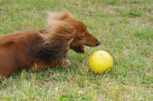 ボール遊びをする犬