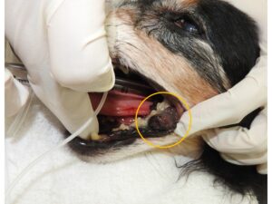 口に異常がある犬