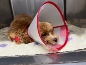 エリザベスカラーを巻いた犬