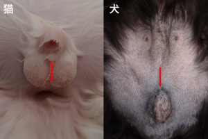 猫、犬の去勢手術の詳細