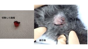 腫瘤を取り除いた犬