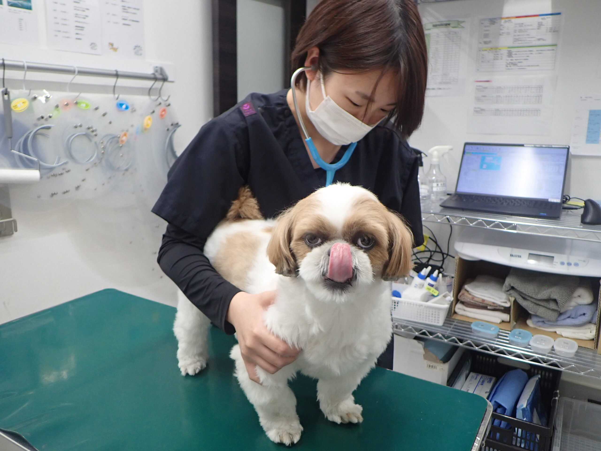 和田(獣医師)