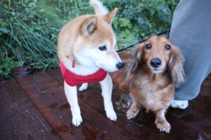 柴犬とミニチュアダックスフンド