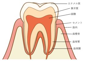 歯の詳細