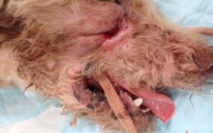 歯周病が進行した犬