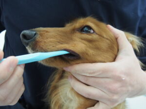 デンタルケアをしている犬