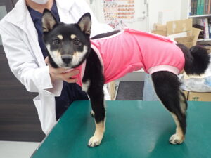 術後服を着た犬