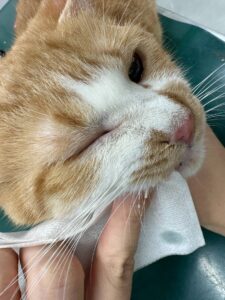 デンタルケアをしている猫