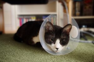 エリザベスカラーを巻いた猫