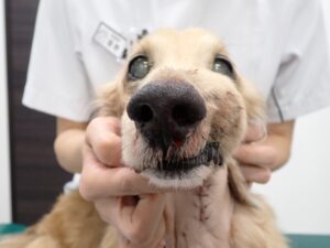 扁平上皮癌にかかり、顔貌が変化した犬