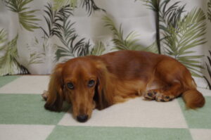元気がない犬