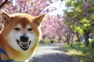 威嚇している犬02