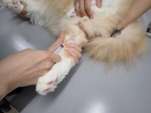 血液検査中の猫