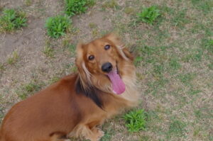舌を出している犬