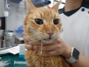 ユリを食べてしまった猫