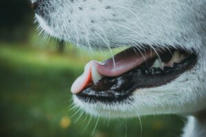 犬と猫の歯と口と食道の話～消化の始まりは口から～