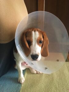 犬や猫の痛みのサインを知っていますか？ペインスケールを使ってみよう