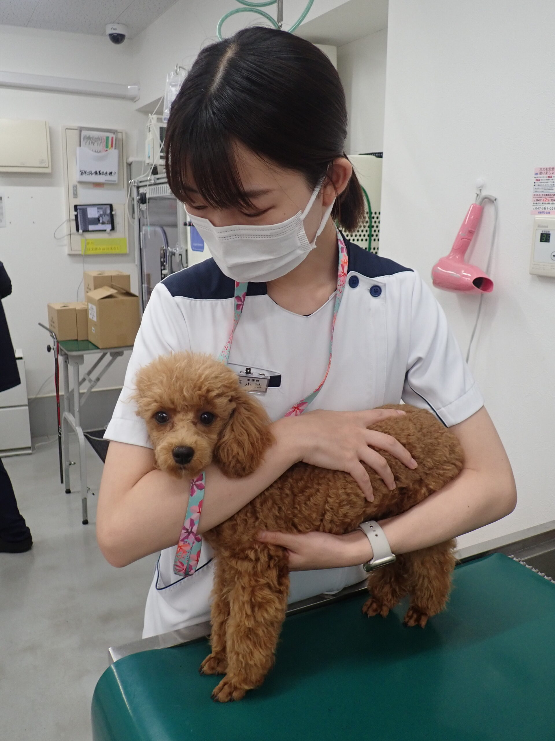 橋本（愛玩動物看護師）