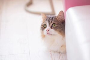 【獣医師監修】愛猫にワクチン接種は必要？猫の混合ワクチンについて解説します