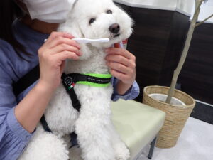 歯みがき教室のご紹介