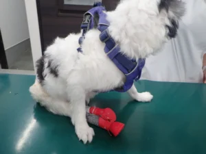 犬の腰が立たない、後肢を引きずっている！もしかして胸腰部椎間板ヘルニアかもしれません