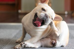 犬や猫がよく耳をかいているんだけど、これって外耳炎ですか？