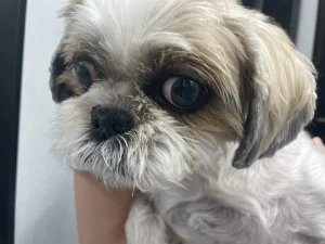 【獣医師が解説】犬の白目が赤い？充血の原因や考えられる病気、受診の目安について解説します