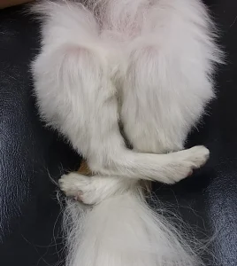 【獣医師が解説】犬の膝蓋骨脱臼(パテラ)とは？症状・治療・対策について解説します