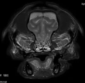 【獣医師監修】犬の「てんかん発作」起きたらどうする？原因・症状・対処を解説します