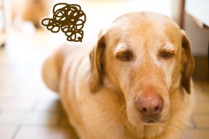 【獣医師監修】犬の甲状腺機能低下症ってどんな病気？症状と原因を解説します。