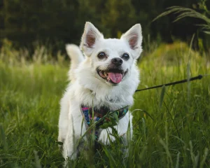 【動物病院が教える】犬の散歩に必要な時間は？気温・マナー・注意点を解説します